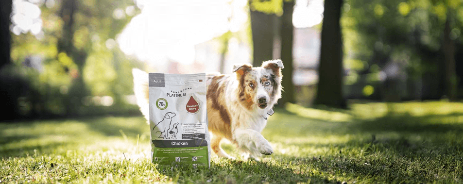 platinum hundefutter